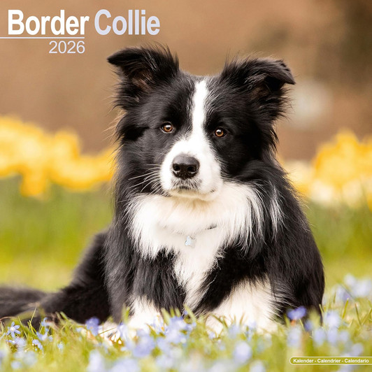 Border Collie 2026 Calendar Square Wall Calendar