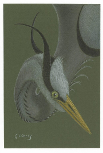 Birdstyle / Gordon D'Arcy