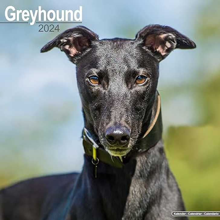 Greyhound Wall Calendar 2024 - 16 Month