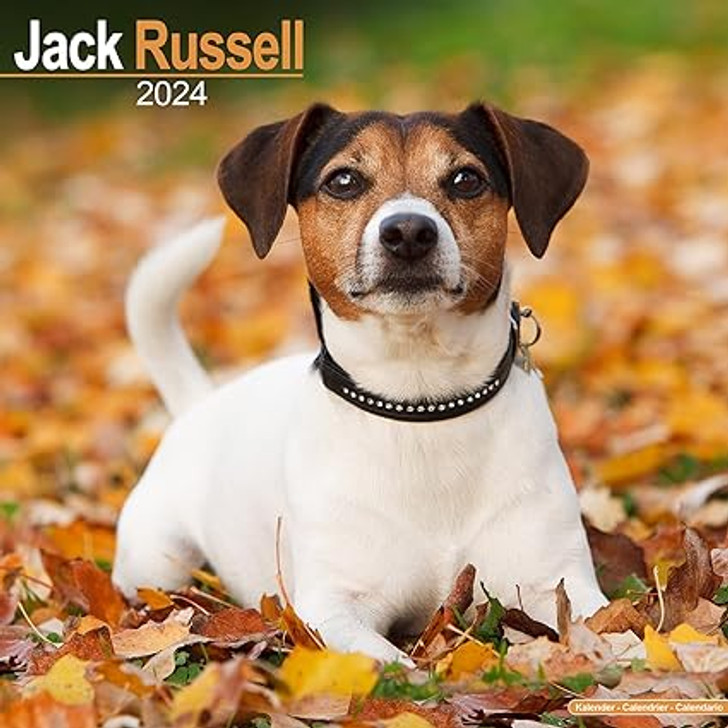 Jack Russell Wall Calendar 2024