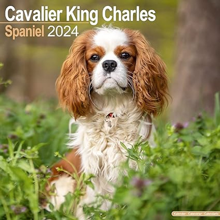 Cavalier King Charles Wall Calendar 2024
