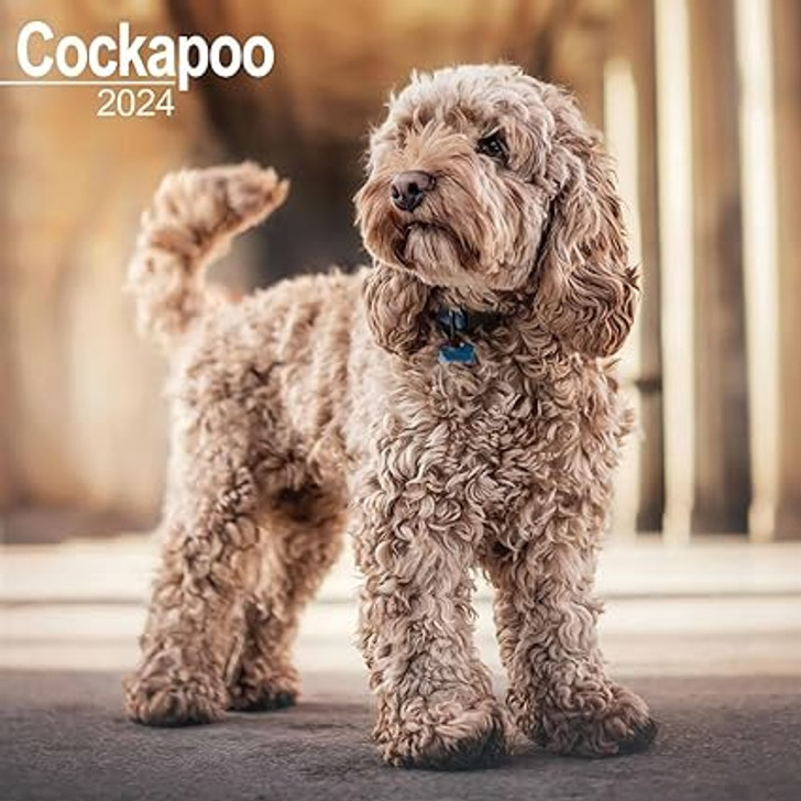 Cockapoo Wall Calendar 2024