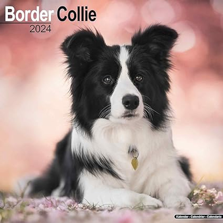 Border Collie Wall Calendar 2024 Bookworm Bookstore   Border Collie Calendar 2024  11112.1699878310 