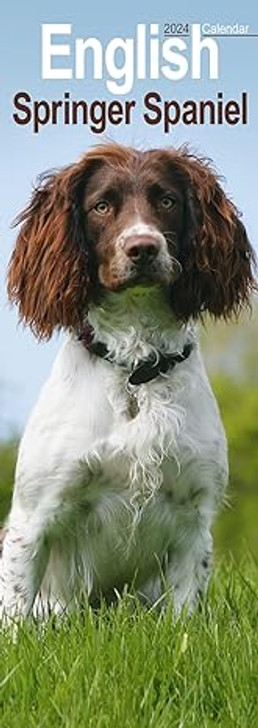 English Springer Spaniel Slim Calendar 2024