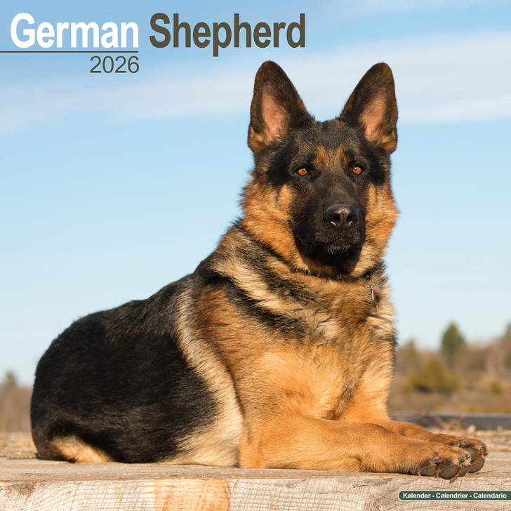 German Shepherd 2026 Calendar Square Wall Calendar