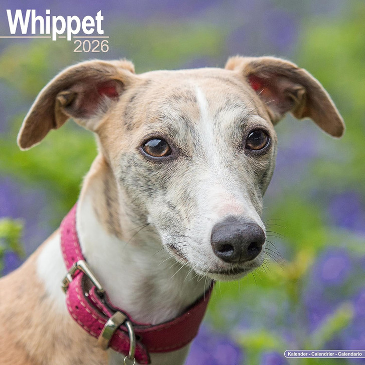 Whippet 2026 Calendar Square Wall Calendar
