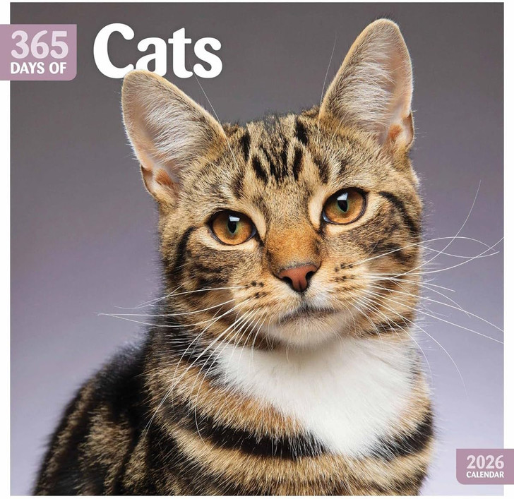 Cats 365 Days 2026 Square Wall Calendar