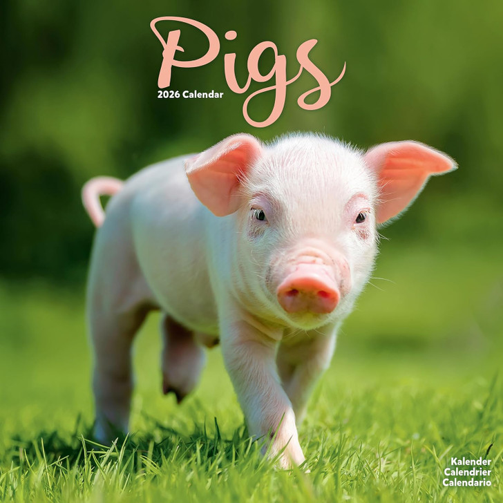 Pigs 2026 Calendar Square Wall Calendar