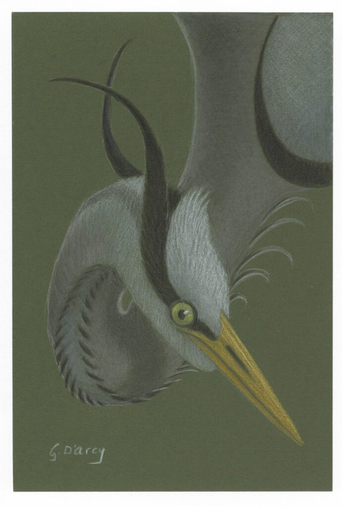 Birdstyle / Gordon D'Arcy