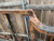1967 66 65 64 Corvette FRAME ORIGINAL SOME RUST + PLATES , chassis, suspension