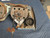 1969-71 CORVETTE LOWER DASH DRIVERS GAUGE CLUSTER  HEAD LIGHT SWITCH VENT