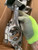 1967-68-69 Corvette L88 PISTONS RODS 7/16" DIMPLE DOT CONNECTING ORIGINAL 427