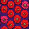 Kaffe Fassett Collective : 85 and Fabulous, Zinnia - Crimson