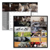 Pets Collection Monthly Desk Pad, Furry Kittens Photography, 22 X 17, White Sheets, Black Binding, 12-month (jan-dec): 2025 Pets Collection Monthly Desk Pad, Furry Kittens Photography, 22 X 17, White Sheets, Black Binding, 12-month (jan-dec): 2025
