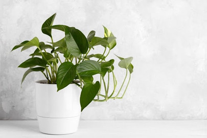Best Plants For Office Desk With No Windows