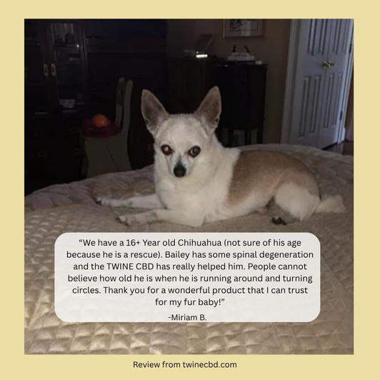 300mg Pet CBD Oil for Dogs or Cats 99% Pure Organic CBD Isolate THC Free 30ml Bottle Bacon