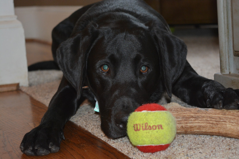 How Does CBD Affect Dogs?