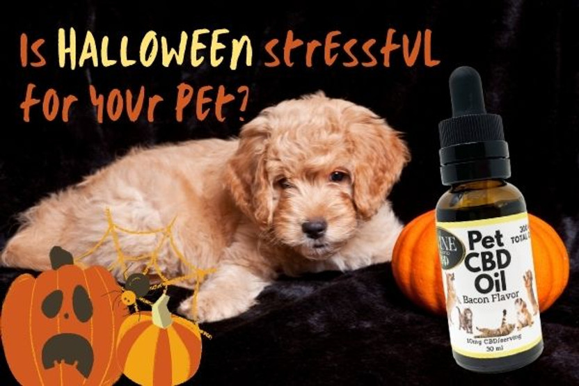 CBD for Pets Helps with Halloween Stress 