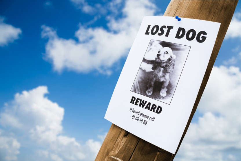 REWARD: Missing Dog