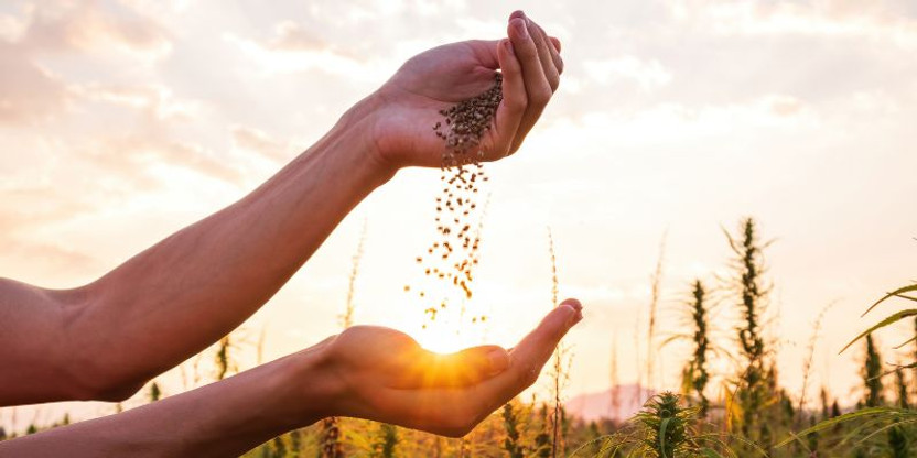 The Origins of CBD The Origins of CBD