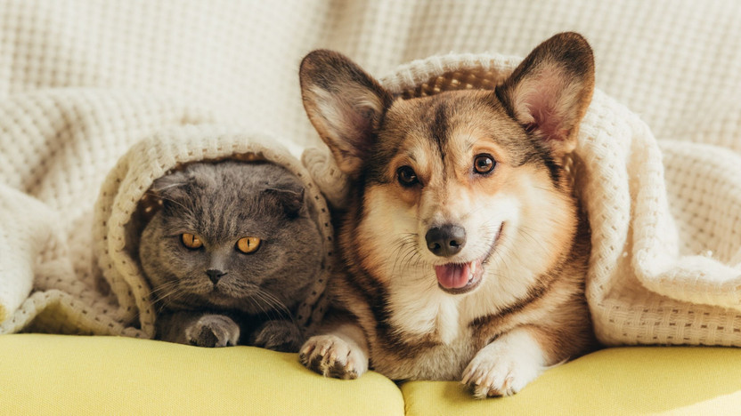 CBD Benefits Pets’ Mental Health Too