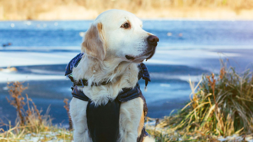 CBD for Every Season of Your Pet's Life