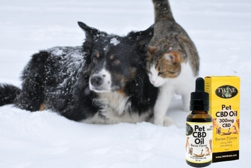 Winter Tips for Pets