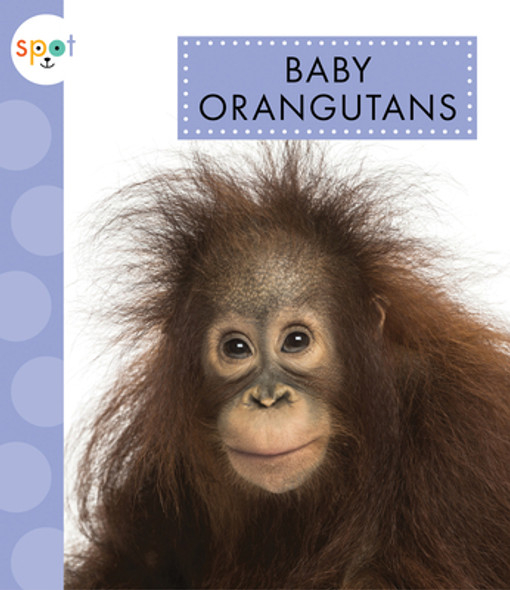 Baby Orangutans (Paperback)