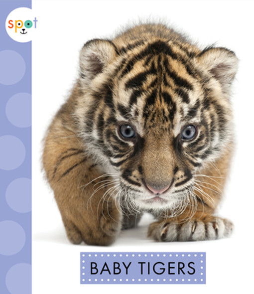 Baby Tigers (Paperback)