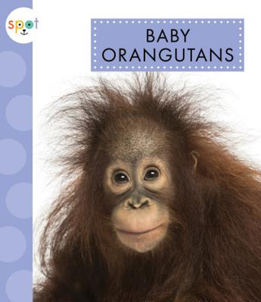 Baby Orangutans (Library Binding)