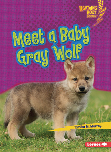 Meet a Baby Gray Wolf (Paperback)