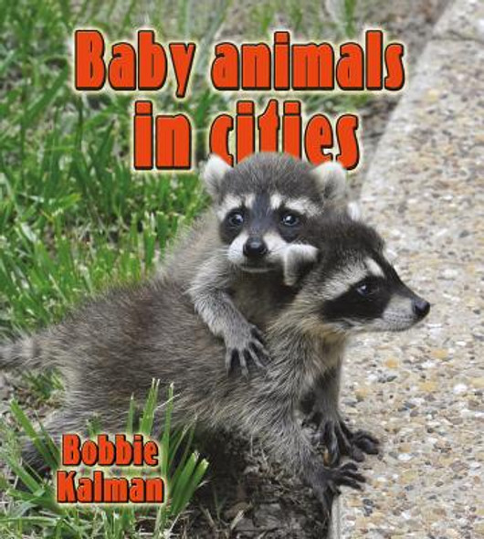Baby Animals in Cities (Paperback)