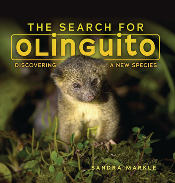 The Search for Olinguito: Discovering a New Species (Paperback)