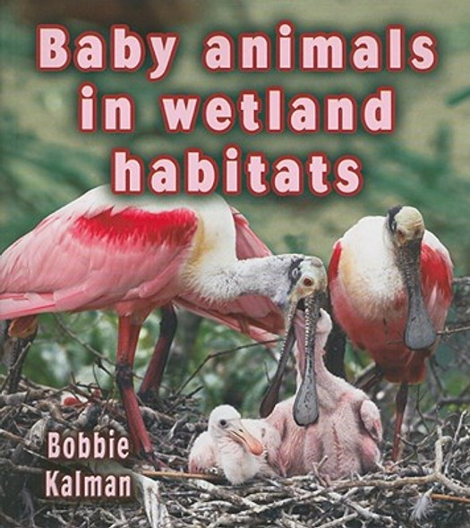 Baby Animals in Wetland Habitats (Paperback)
