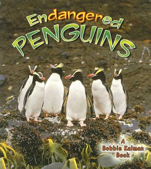 Endangered Penguins (Paperback)