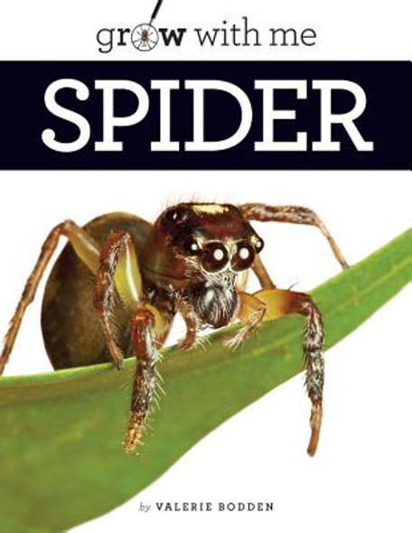 Spider (Paperback)