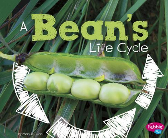 A Bean's Life Cycle (Hardcover)