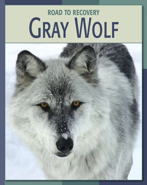 21st Century Skills Library: Gray Wolf (Library binding)