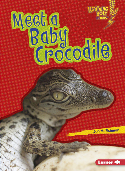 Meet a Baby Crocodile (Paperback)