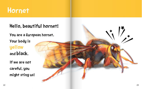 Hello, Beautiful! Six-Legged Animals (Hardcover)