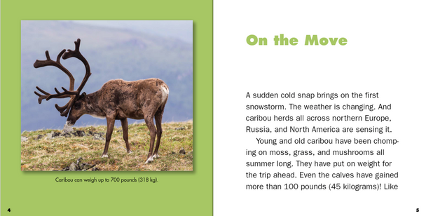 Marvelous Migrations: Caribou Migration (Paperback)