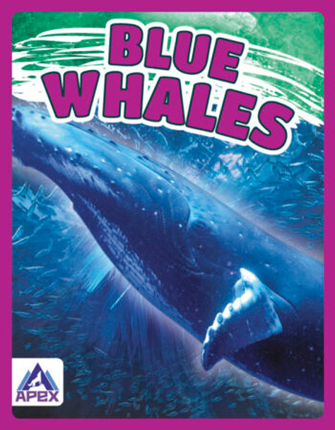 Giants of the Sea: Blue Whales (Paperback)