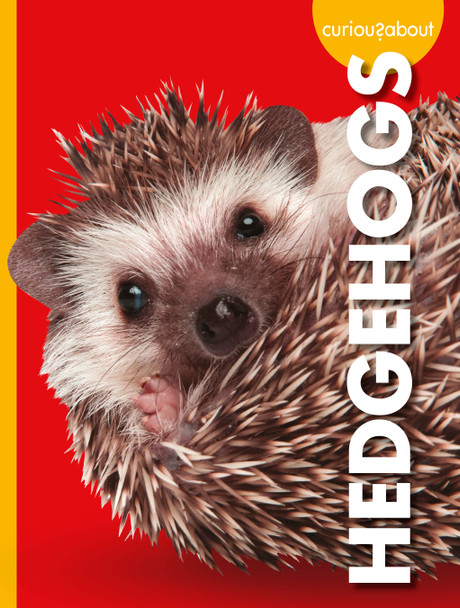 Curious about Pets: Curious about Hedgehogs (Hardcover)