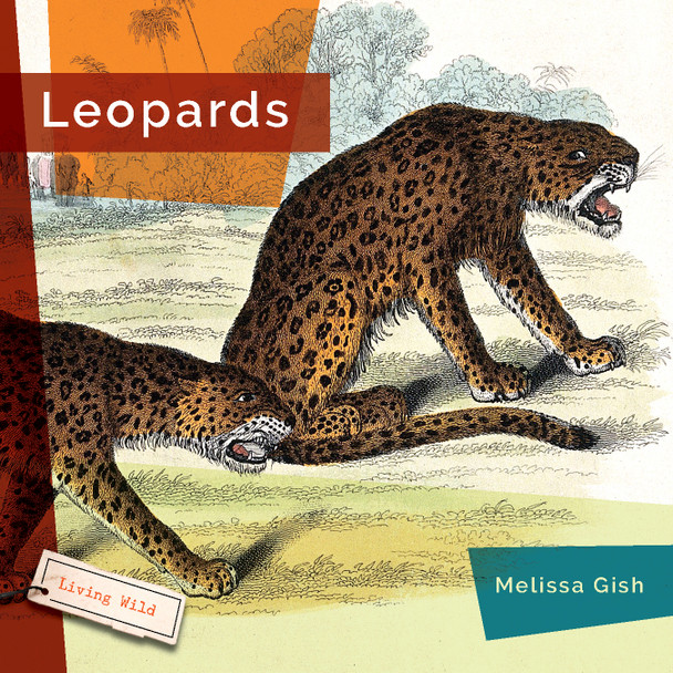 Living Wild: Leopards (Paperback)