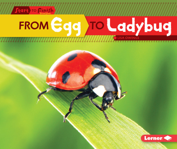 From Egg to Ladybug (Paperback)
