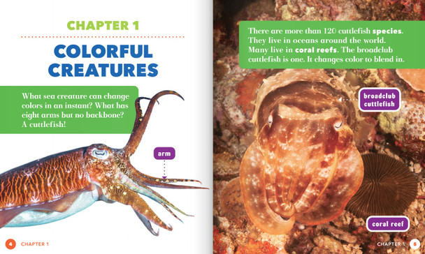 Science Behind the Colors: Cuttlefish (Hardcover)