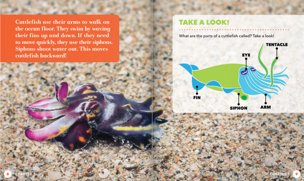 Science Behind the Colors: Cuttlefish (Hardcover)