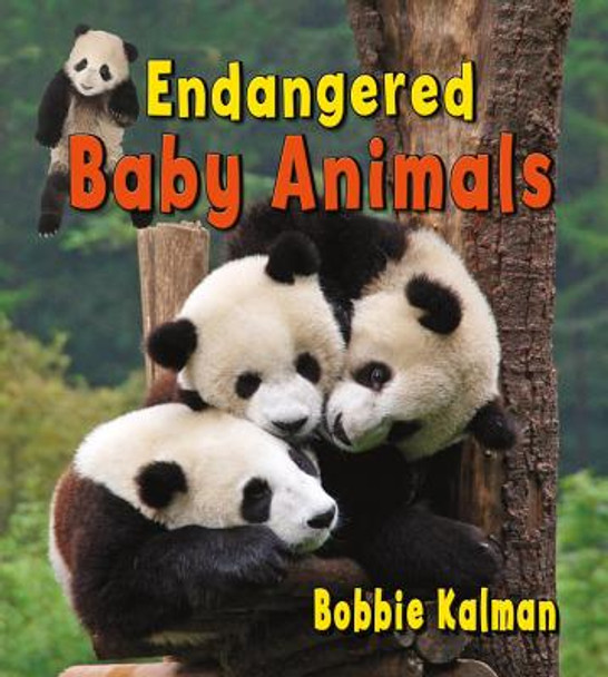 Endangered Baby Animals (Paperback)