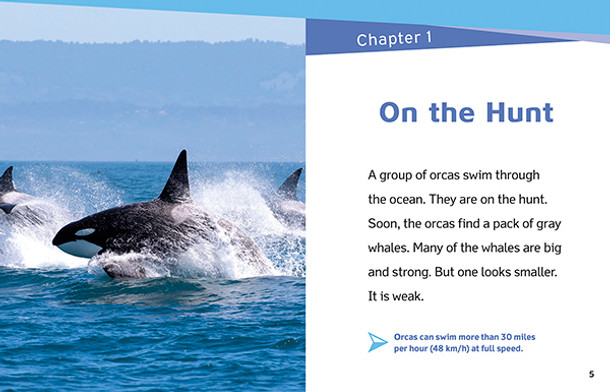 Animal Teams - 8 Titles (Hardcover)