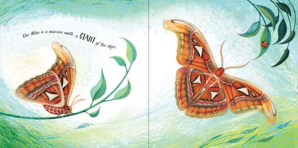 An Extraordinary Ordinary Moth (Hardcover) An Extraordinary Ordinary Moth (Hardcover)